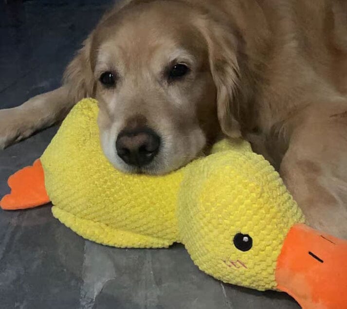 Le jouet Canard Calmant brinquedo Mascato Shop